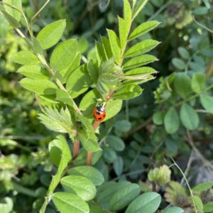 てんとう虫　散歩　双子