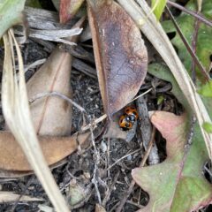 ２歳双子に外出はさせなきゃだめ？